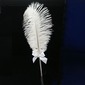 Ostrich Feather Wedding Pen (101020366)